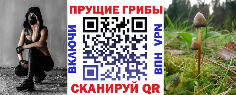 Псилоцибиновые грибы Psilocybine cubensis  Всеволожск 